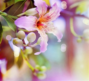 粉色百合花图片下载